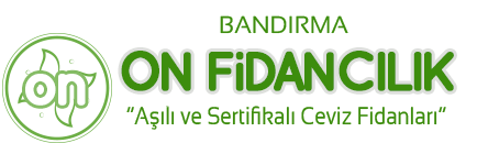 Ceviz Fidanı